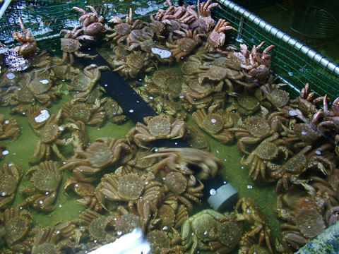 毛蟹の水槽